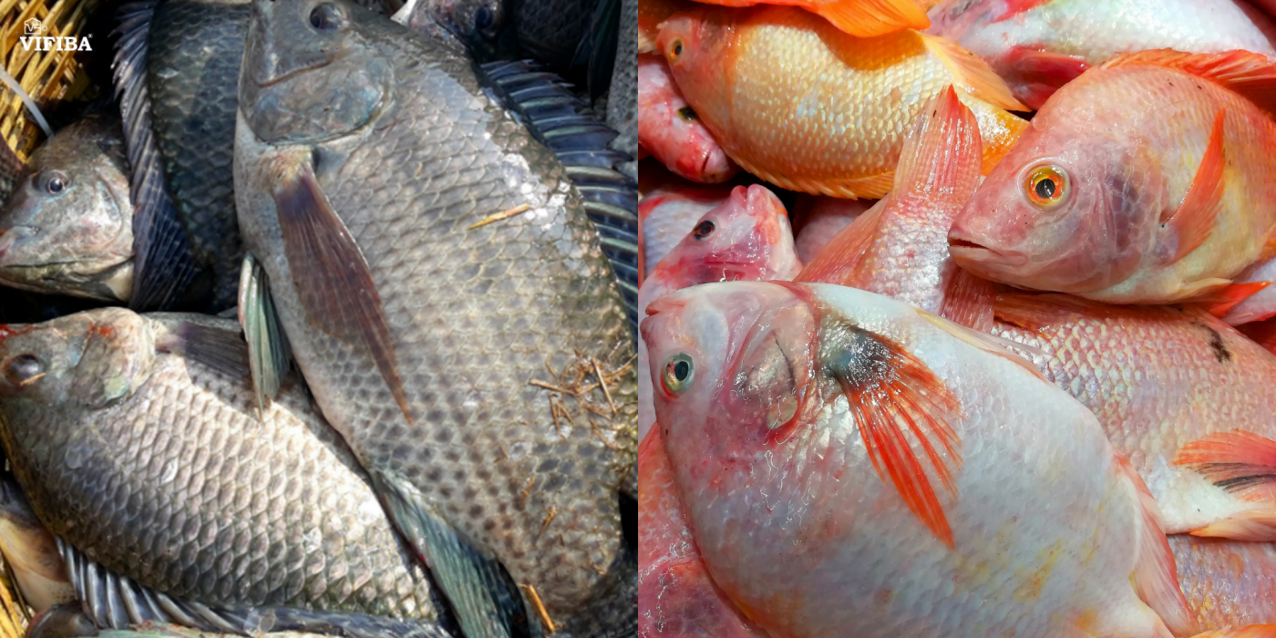 Cách nhận biết được cá tươi ngon